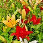 Profile Picture of Bickmarsh (@bickmarshle) on Instagram