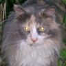 Profile Picture of Nancy Reichert (@nancyreichert27) on Pinterest