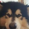 Profile Picture of Danny Chiu (@@31648394489) on Tiktok