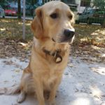 Profile Picture of Kari_the_golden (@kari_the_golden) on Instagram