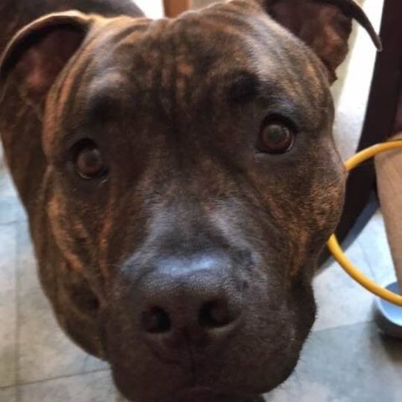 Profile Picture of Heidi Fickinger (@heidifickinger) on Poshmark