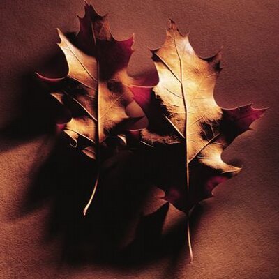 Profile Picture of Albert Merrill (@AlbertMerrill) on Twitter