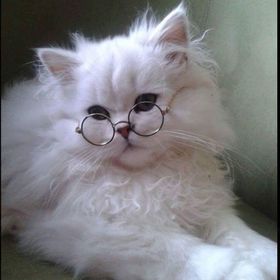 Profile Picture of luz Greco aime (@greccoluchi) on Pinterest