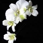 Profile Picture of Michaelyn Milosevich (@michaelynmilosevich) on Instagram