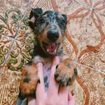 Profile Picture of Koko André (@kokothesalchii) on Instagram
