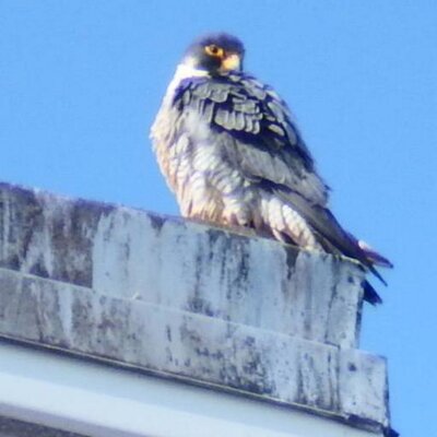 Profile Picture of Patricia Carey (@pcarey2786) on Twitter