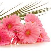 Profile Picture of Deepa Rajagopalan (@deepargopal) on Twitter