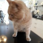 Profile Picture of Kenneth Norberg (@knet1953) on Instagram