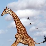 Profile Picture of Alex Scarboro (@alexth3gr8_) on Instagram