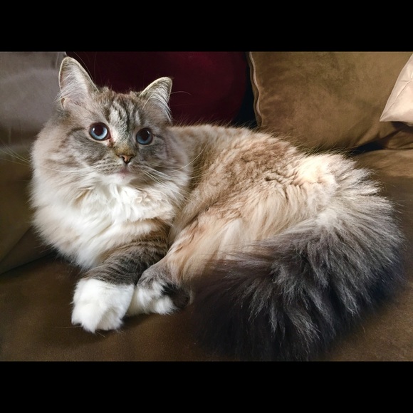 Profile Picture of Gretchen Wisehart (@gwisehart) on Poshmark