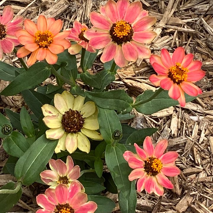 Profile Picture of bettymccready7 (@betj196) on Tiktok