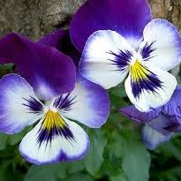 Profile Picture of Dina Arroyo (@pnuttygrandma) on Pinterest