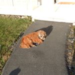 Profile Picture of mike juliano (@12sadie34) on Instagram