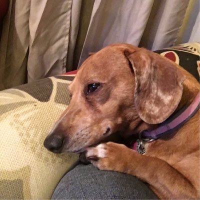 Profile Picture of Barela-Eubank Doxie Pack (@CoreyWEubank) on Twitter