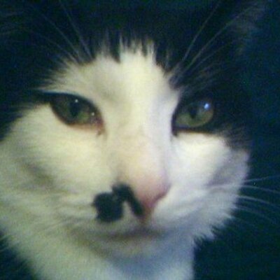 Profile Picture of Stephanie Galea (@StephGalea) on Twitter