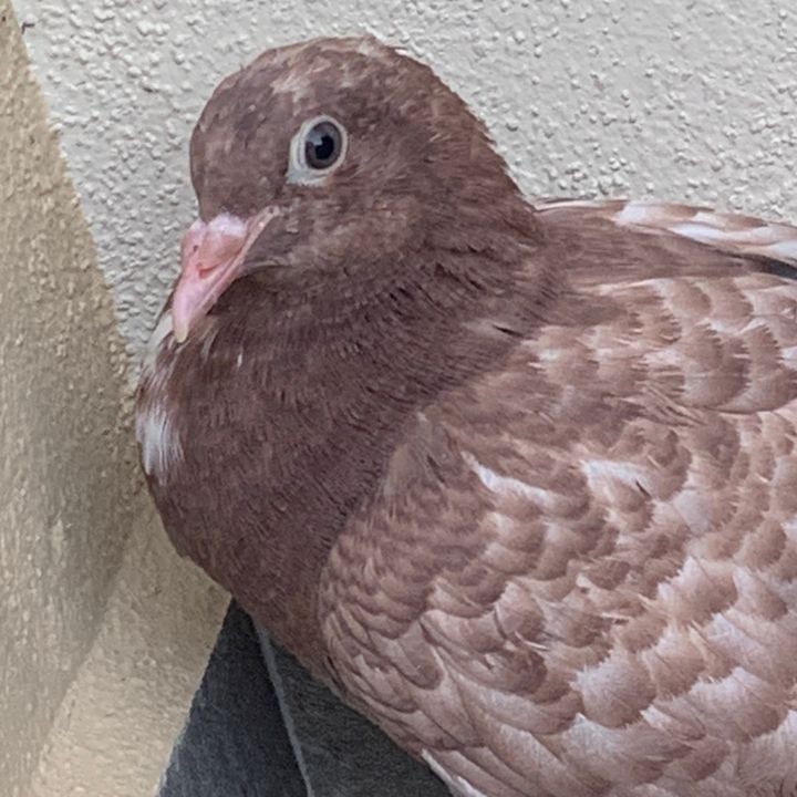 Profile Picture of Alex👍 (@alexverdi5) on Tiktok