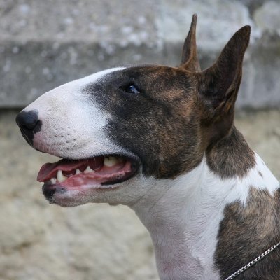 Profile Picture of Predrag Stojanovic (@predragstnis) on Twitter