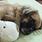 Profile Picture of Tram Thuy Bich Nguyen (@be_meo) on Flickr