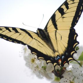 Profile Picture of Jennifer Doty (@jennifer_h_doty) on Pinterest