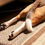 Profile Picture of beaglekent1126 (@beaglekent1126) on Instagram