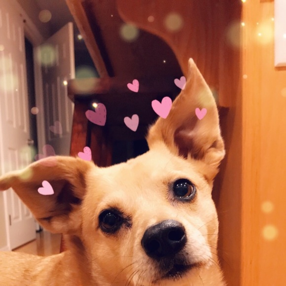 Profile Picture of Alexis Breer (@alexis8618) on Poshmark