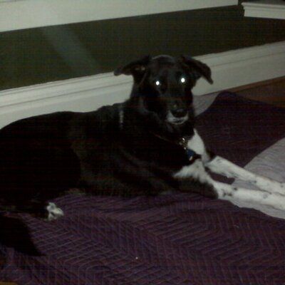 Profile Picture of Danielle Pryor (@dpnia) on Twitter