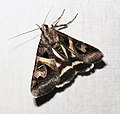 Profile Picture of Drasteria grandirenaon Wikipedia