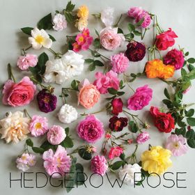Profile Picture of Laurie | Hedgerow Rose (@hedgerowrose) on Pinterest