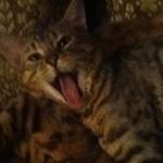 Profile Picture of Stephen Remington (@bowlschampion) on Instagram