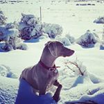 Profile Picture of Steve Shearer (@sfsawol) on Instagram