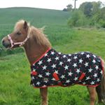 Profile Picture of Ruggles Horses Rugs (@ruggleshorserugs) on Instagram