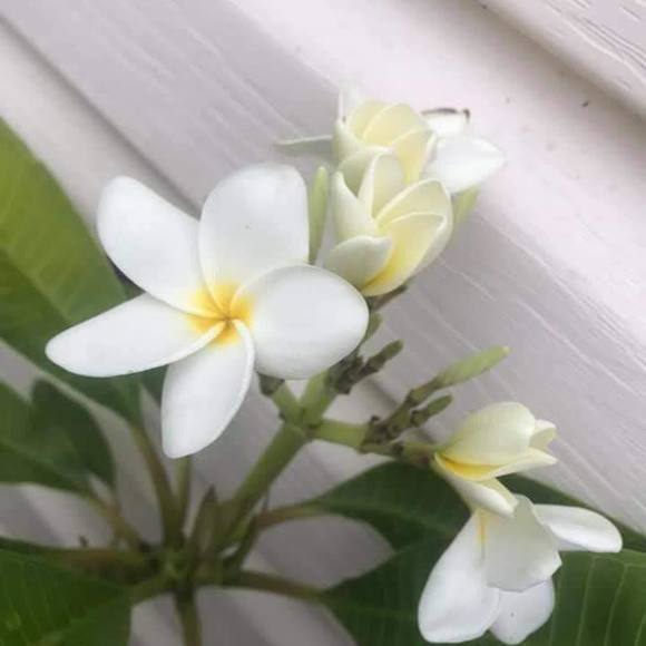 Karen Lauwers - Poshmark Profile Picture of Karen Lauwers (@kmlauwers) on Poshmark