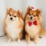 Profile Picture of Thor&Chanel (@thor_chanel_lulupoms) on Instagram