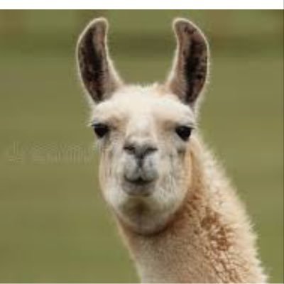Profile Picture of Melissa Lama (@Melissa_A_Lama) on Twitter