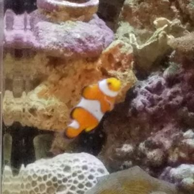 Profile Picture of Lantz O Jaworski (@BattisteLance) on Twitter