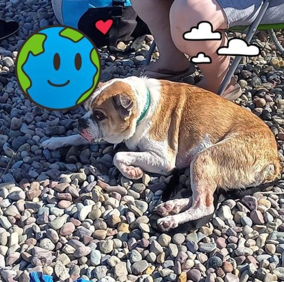 Profile Picture of Patricia Blucher-aiassa (@barrett57) on Poshmark