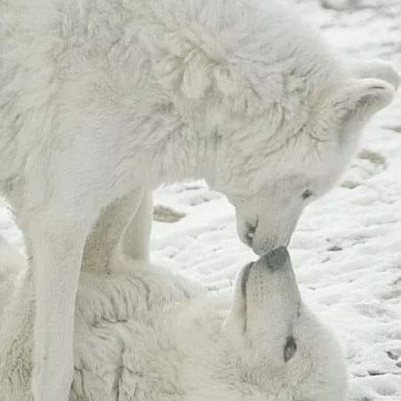 Profile Picture of Linda Fauteux (@lyndafauteux55) on Poshmark