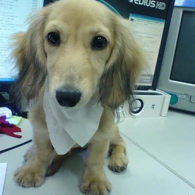 Profile Picture of Janice Mok (@janicemok) on Twitter
