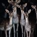 Profile Picture of Sean Maney (@seanmaney58) on Pinterest