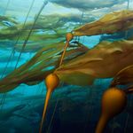 Profile Picture of Twyla Roscovich (@coastcast.ca) on Instagram
