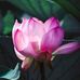 Profile Picture of Geeta Singh (@Geeta-Singh) on Facebook