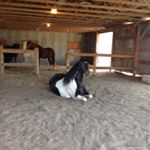 Profile Picture of Danielle Brisson (@brisson81) on Instagram