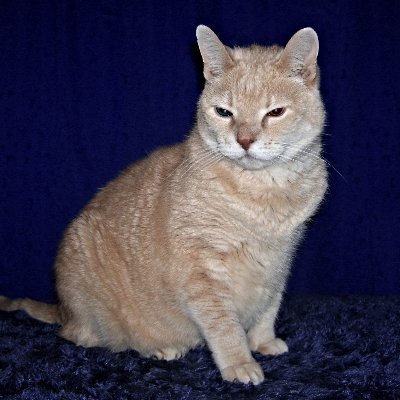 Profile Picture of BobbyKat LittleCub's Feline Entourage (@BobKatLittleCub) on Twitter
