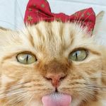 Profile Picture of POU (@pourreta) on Instagram