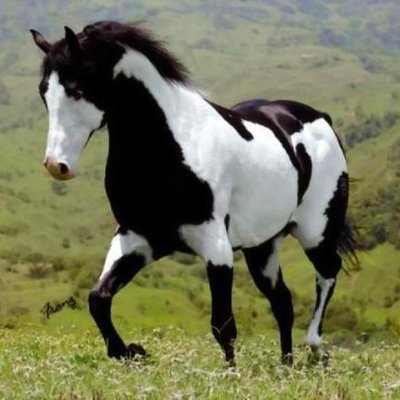 Profile Picture of Bebert EL Cavalos (@ELCavalos) on Twitter