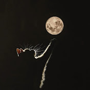 Profile Picture of Steven Araujo (@stevenniggask8) on Youtube