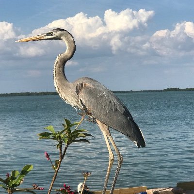 Profile Picture of Janice Ferrante (@FerranteJanice) on Twitter