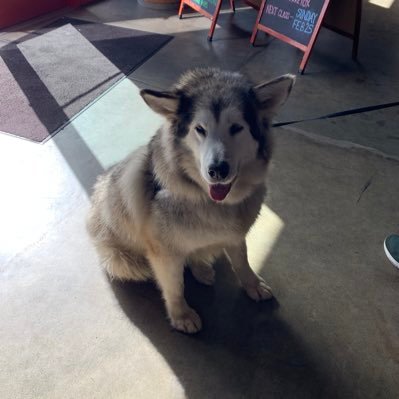 Profile Picture of Buster (@JuliusErvingMD) on Twitter
