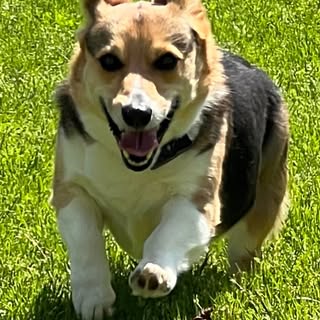 Profile Picture of Lisa Gerlinger/hair o dog (@gerlingerlisa) on Instagram