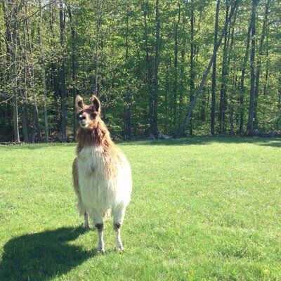 Profile Picture of Adam Lerman (@AdamLerman) on Twitter